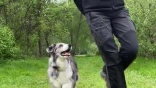 Synchronized Dance Routine With Doggy