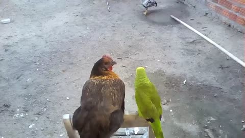 parrot kissed a chicken
