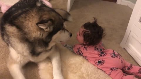 Howling Malamute calms down crying baby
