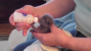 Bottle Feeding a Kitten