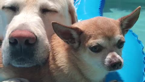 Two Pups in the Pool