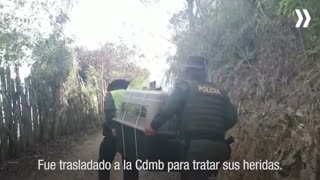 Un venado fue rescatado en zona rural de Piedecuesta