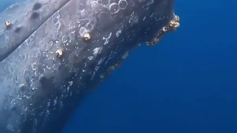 With newborn baby whale,listen sounds