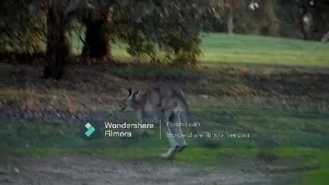 A Kangaroo Doing Its Trademark Jump