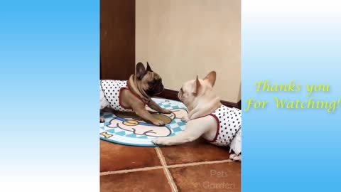 Funny cat and dogs video