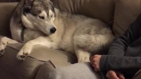 Husky really doesn’t like to share the couch