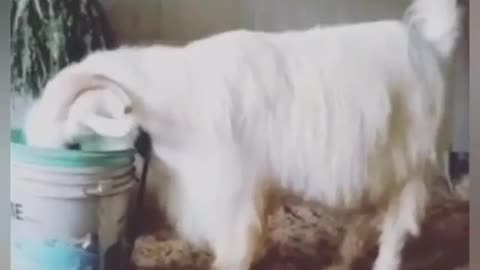 Dozens of baby goat 2021