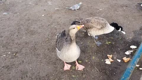 Bad goose bites other goose back and is aggressive