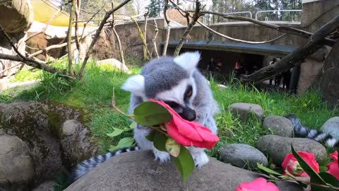 Ring-Tailed Lemurs Snack On Flowers