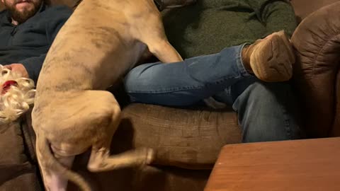 Precious Pit Bull Carefully Climbs Up to Cuddle