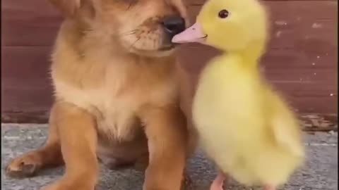 Funny _animal _videos _showcase _adorable _and hilarious moments: