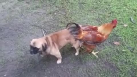 Dog mating with chicken