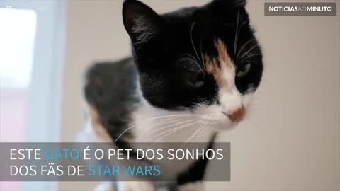 Gato Chewbacca! Este felino faz sons como o mítico personagens do Star Wars