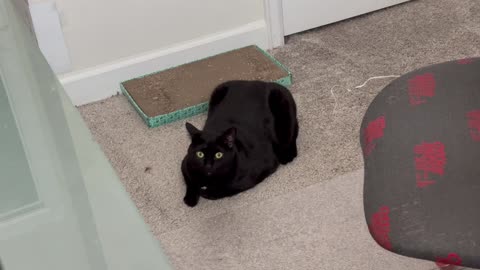 Adopting a Cat from a Shelter Vlog - Cute Precious Piper Checks Out the Box Inventory
