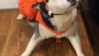 Dogs Not Impressed with Halloween Costumes