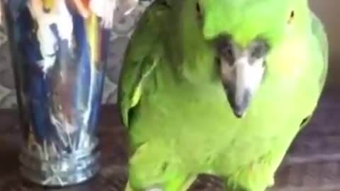 The parrot is talking to you, what will you say?