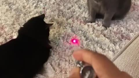 Clever Kitty Cracks Laser Light Case! While Sibling Falls for the Trick