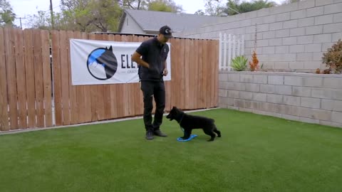 How to Train Your Dog: Fundamentals Part 1