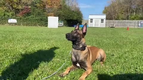 Very good dog training video