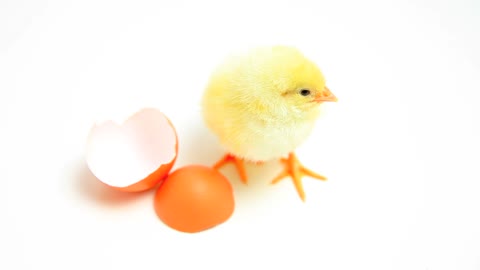 Newborn Chick 🐣 yellow little soul #Rumble