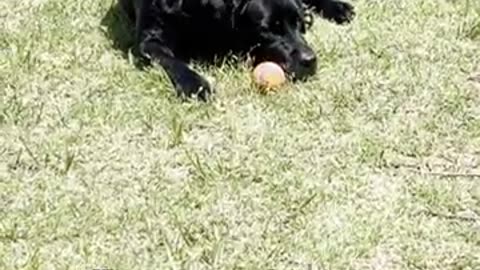 All You Need is the Sun and a Ball! #englishlab #dog #pets