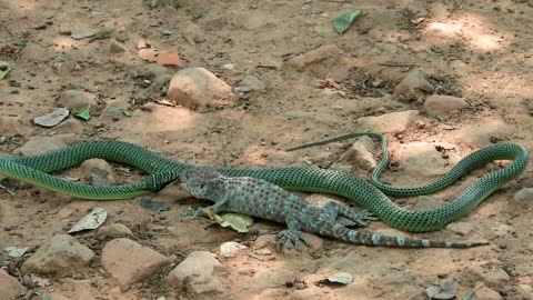 Big War Snake And Geckos