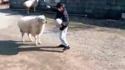 The child plays ball with the sheep