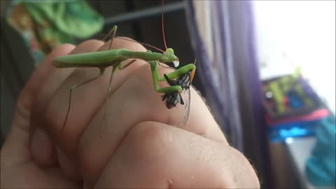 Mantis is a real predator