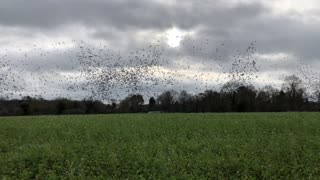 Huge amount of birds over field