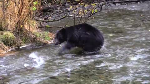 A black bear trying to catch fish in a river