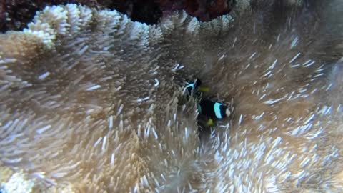 Amphiprion clarkii (Clark's clownfish) with Stichodactyla mertensii (Merten's carpet anemone)