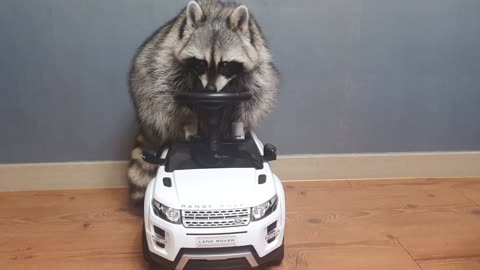Raccoon is satisfied with his new car.