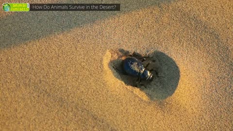 How do Animals survive in the Desert? 🐪🌵#trending #rumble #shorts #fyp