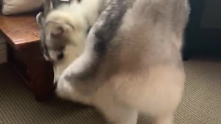 Husky chases tail and refuses to let go
