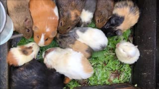 Guinea Pigs Eating Greens