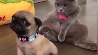 Cat Sits Behing Worried Dog