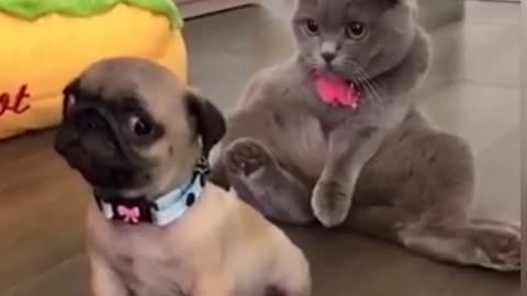 Cat Sits Behing Worried Dog