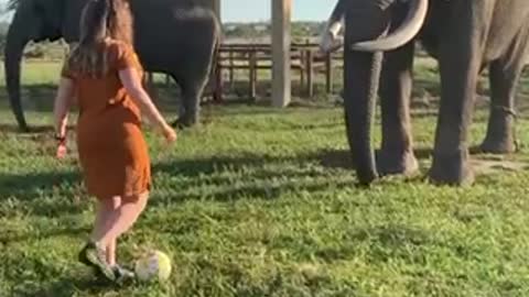 Elephants can kick like Messi😂