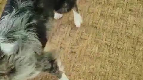 border collie playing with a ball