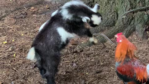 Battle Between Baby Goat and Rooster