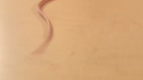 Baby snake trying his best to slither across table