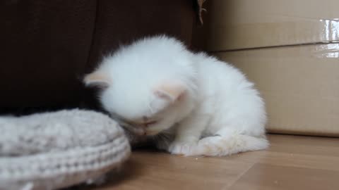 tired kitten cant stay awake - so cute! so little!
