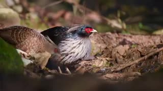 Very beautiful shot and birds drinking in the water