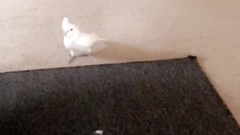 Cockatoo plays with overly excited puppy