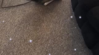 Small chihuahua barks at and chases vacuum in living room