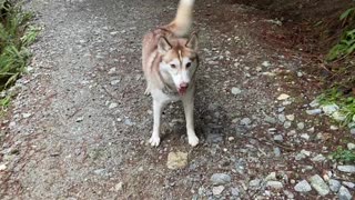husky dog doesn’t want me to put leash on won’t let me catch him