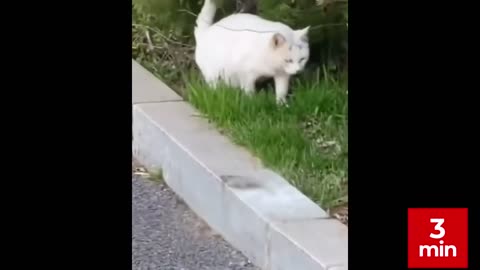 3 min of Funny Cats Compilation /Best ever/