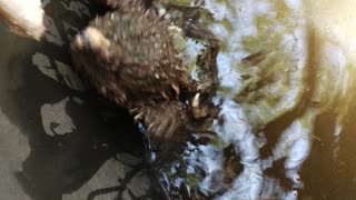 Alligator Snapping Turtle trying to eat a fish