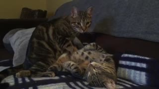 Bengal cat gives sibling relaxing massage