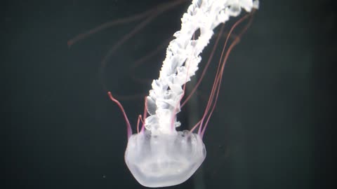 Jelly fish colorful and beautiful 8 - man & camera